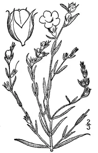 prairie false foxglove (Agalinis heterophylla) plant