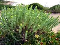 sea spurge (Euphorbia paralias) plant