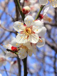 Japanese apricot