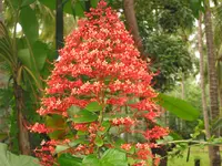 Pagoda Flower (Clerodendrum paniculatum) plant