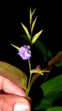 Stromanthe tonckat (Stromanthe tonckat) plant