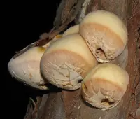 Veiled Polypore