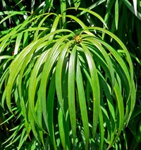 Henkel's Yellowwood (Podocarpus henkelii) plant