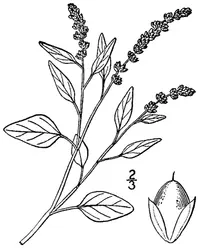 largefruit amaranth