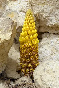 Desert hyacinth (Cistanche tubulosa) plant