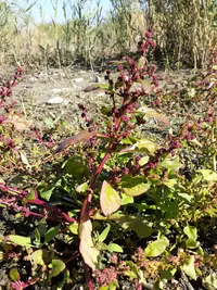 Low Goosefoot