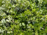 Evergreen spindle