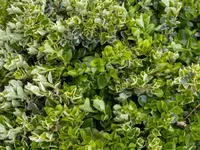 Evergreen spindle