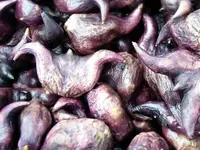 Water caltrop