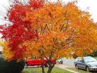 Japanese Maple
