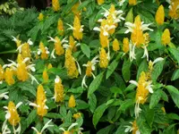 golden shrimp plant