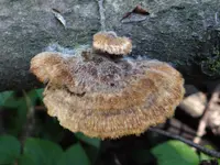 Coriolopsis trogii