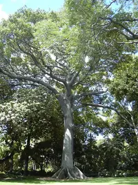 kapoktree