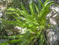 Elkhorn fern (Microsorum punctatum) plant
