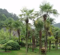 Windmill palm