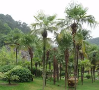 Windmill palm