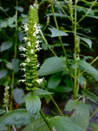 Yellow Giant Hyssop (Agastache nepetoides) plant