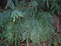 Blue star fern