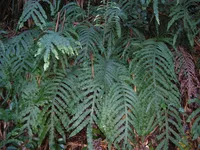 Blue star fern