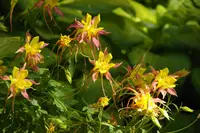 Sierra columbine (Aquilegia pubescens) plant