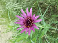 Salsify