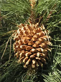 Bigcone Pine