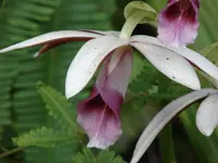 greater swamp-orchid