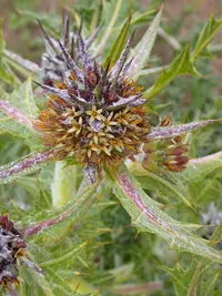 Tumble thistle