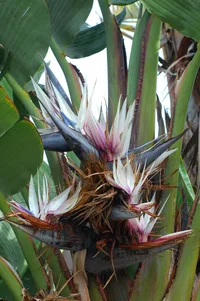Giant White Bird of Paradise (Strelitzia nicolai) plant