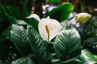 Zantedeschia aethiopica blooms