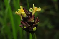 Goeppertia latifolia
