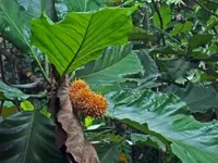 artocarpus