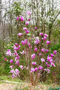 Magnolia