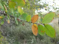 cedar elm (Ulmus crassifolia) plant