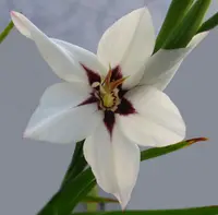 Abyssinian gladiolus