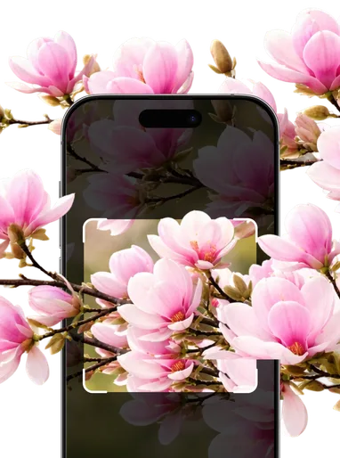 Flower Identification – Hero Mobile