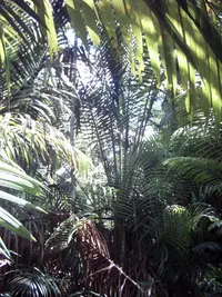sago palm