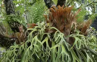Platycerium bifurcatum