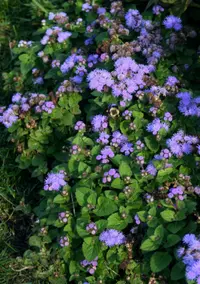 bluemink (Ageratum houstonianum) plant