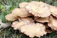 ringless honey fungus