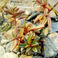 Ruby Glow (Peperomia graveolens) plant