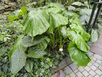 Xanthosoma mexicanum (Xanthosoma mexicanum) plant