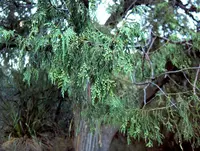 Drooping Juniper