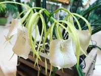 Brassavola nodosa in the pot