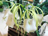 Brassavola nodosa in the pot