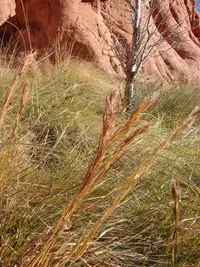 bushy bluestem