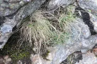 Rock Bent (Agrostis rupestris) plant