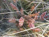 coral beads