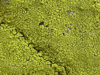 cracked lichen