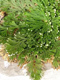 Selaginella lepidophylla